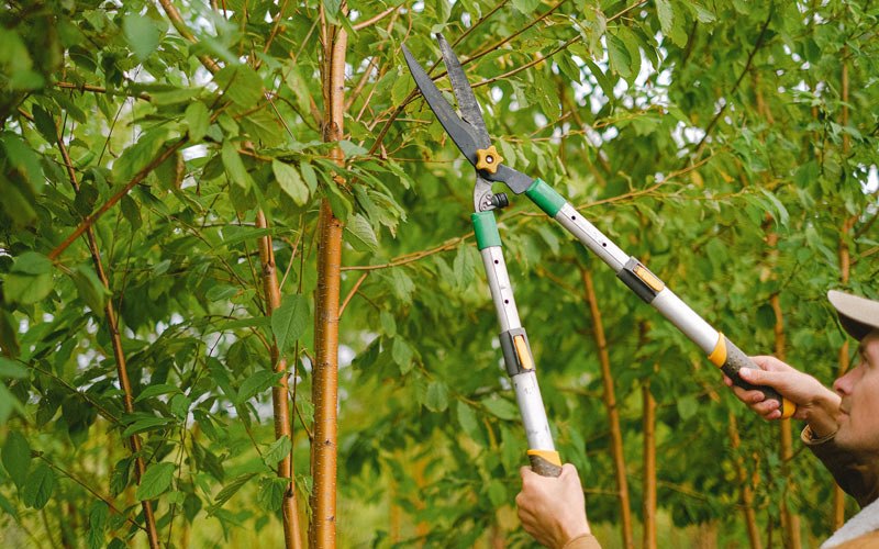 Tree trimming in Hunter, ND