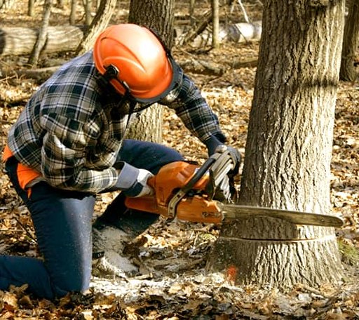 Tree Removal in Hunter, ND